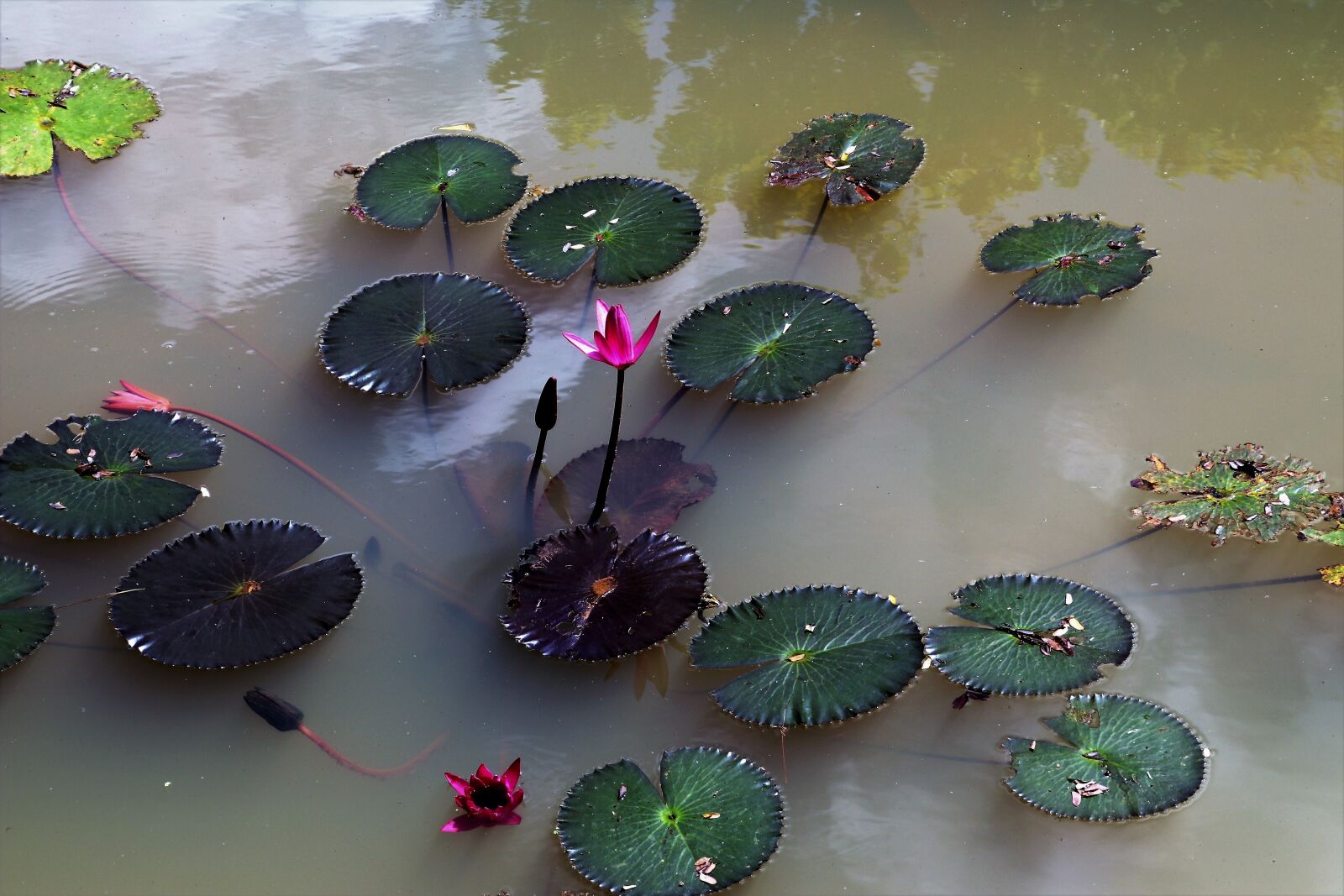 Canon EOS 80D sample photo. Nature, water lily, pond photography