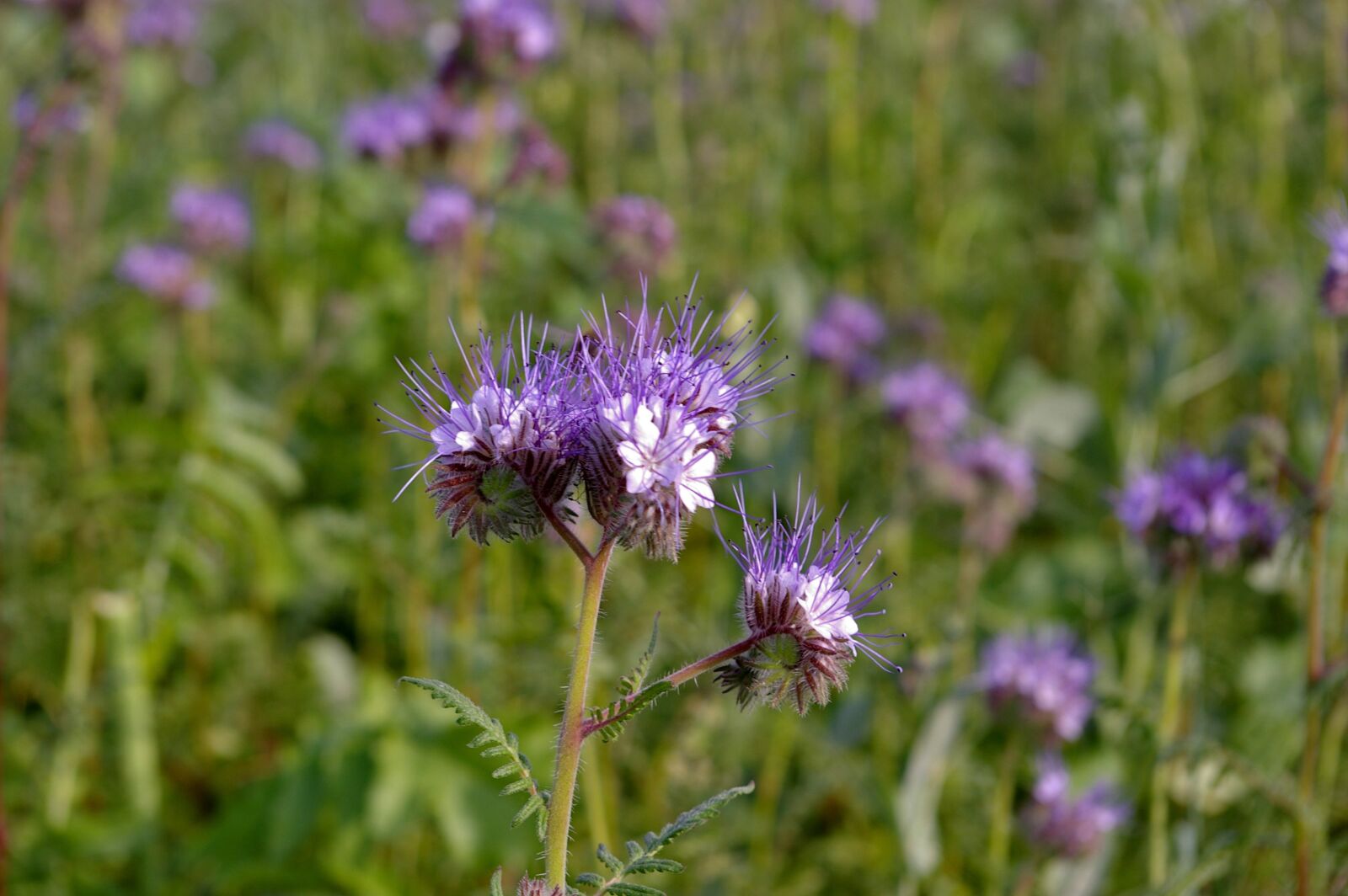 Pentax *ist DL2 sample photo. Bueschelschoen, food source, bee photography