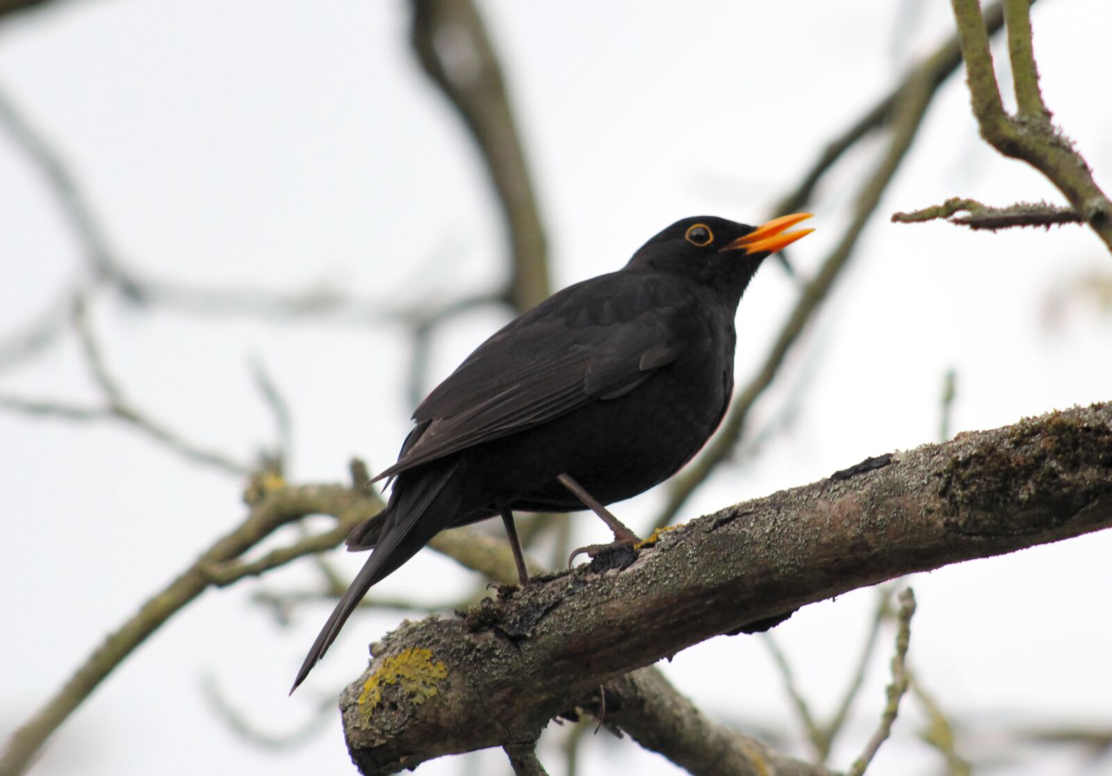 Canon EOS 550D (EOS Rebel T2i / EOS Kiss X4) sample photo. Blackbird, bird, animal world photography