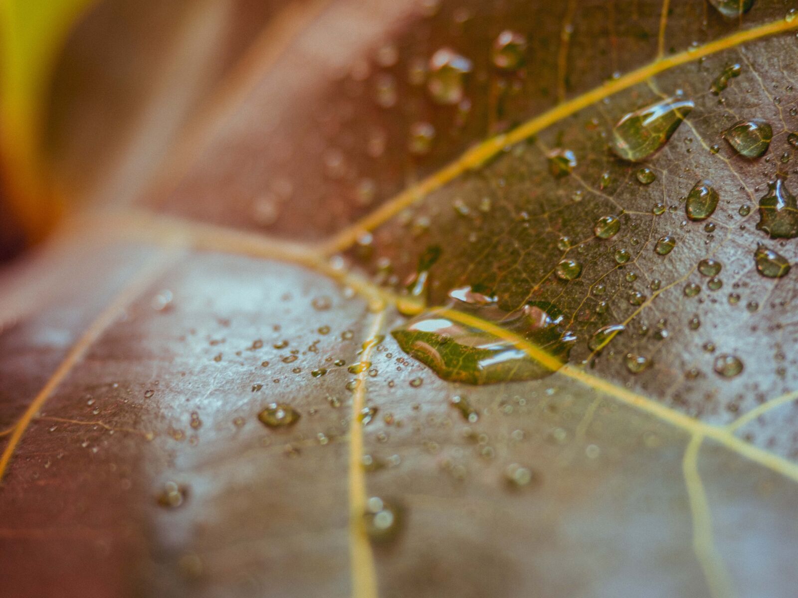 Olympus OM-D E-M5 III sample photo. Leaf, water, droplet photography