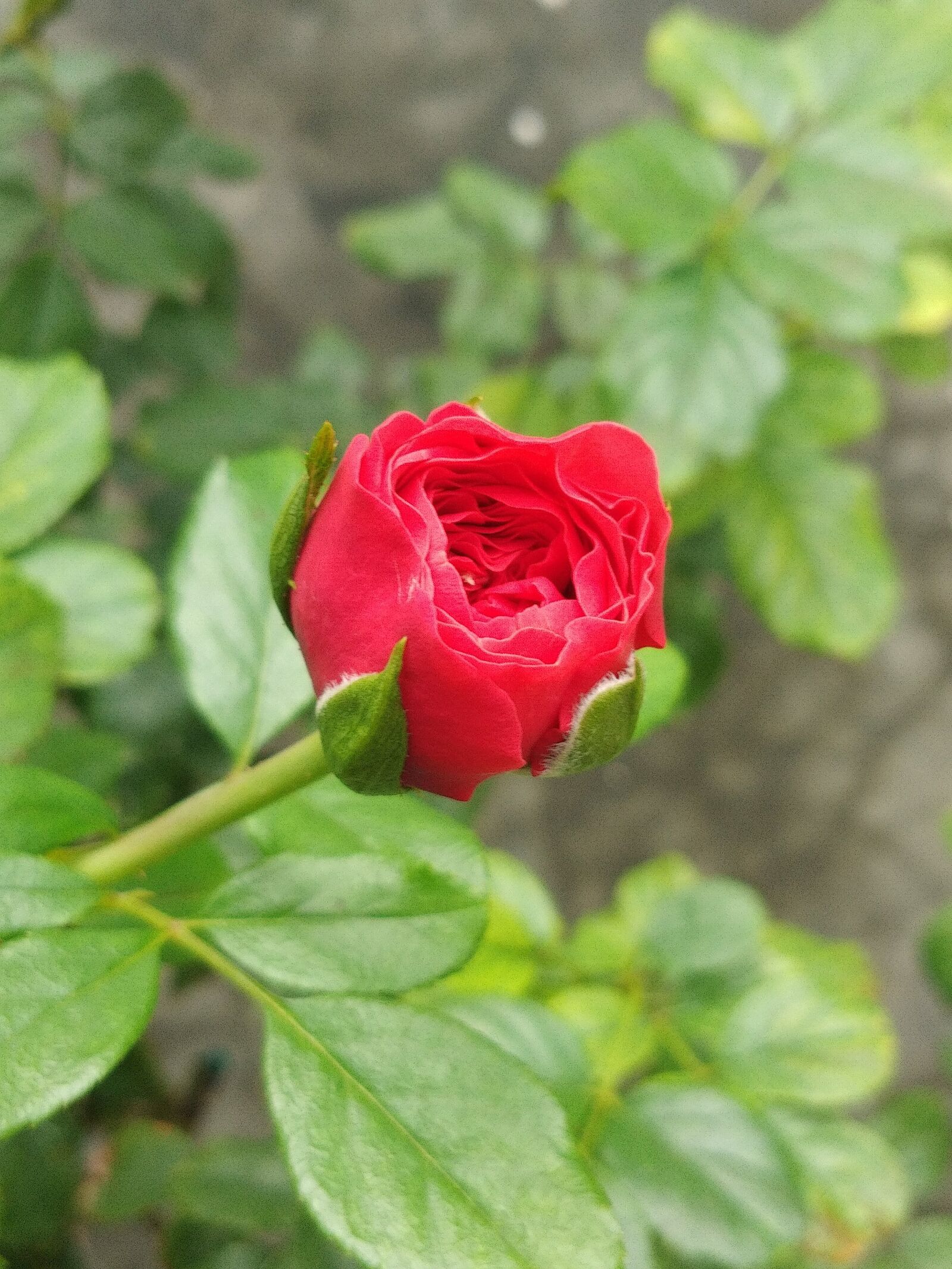 vivo 1716 sample photo. Rose, flower, romantic photography