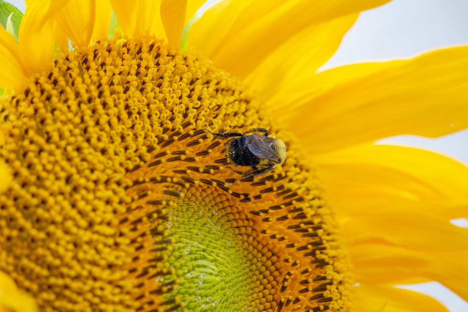 Canon EOS 700D (EOS Rebel T5i / EOS Kiss X7i) sample photo. Sunflower, plants, bees photography