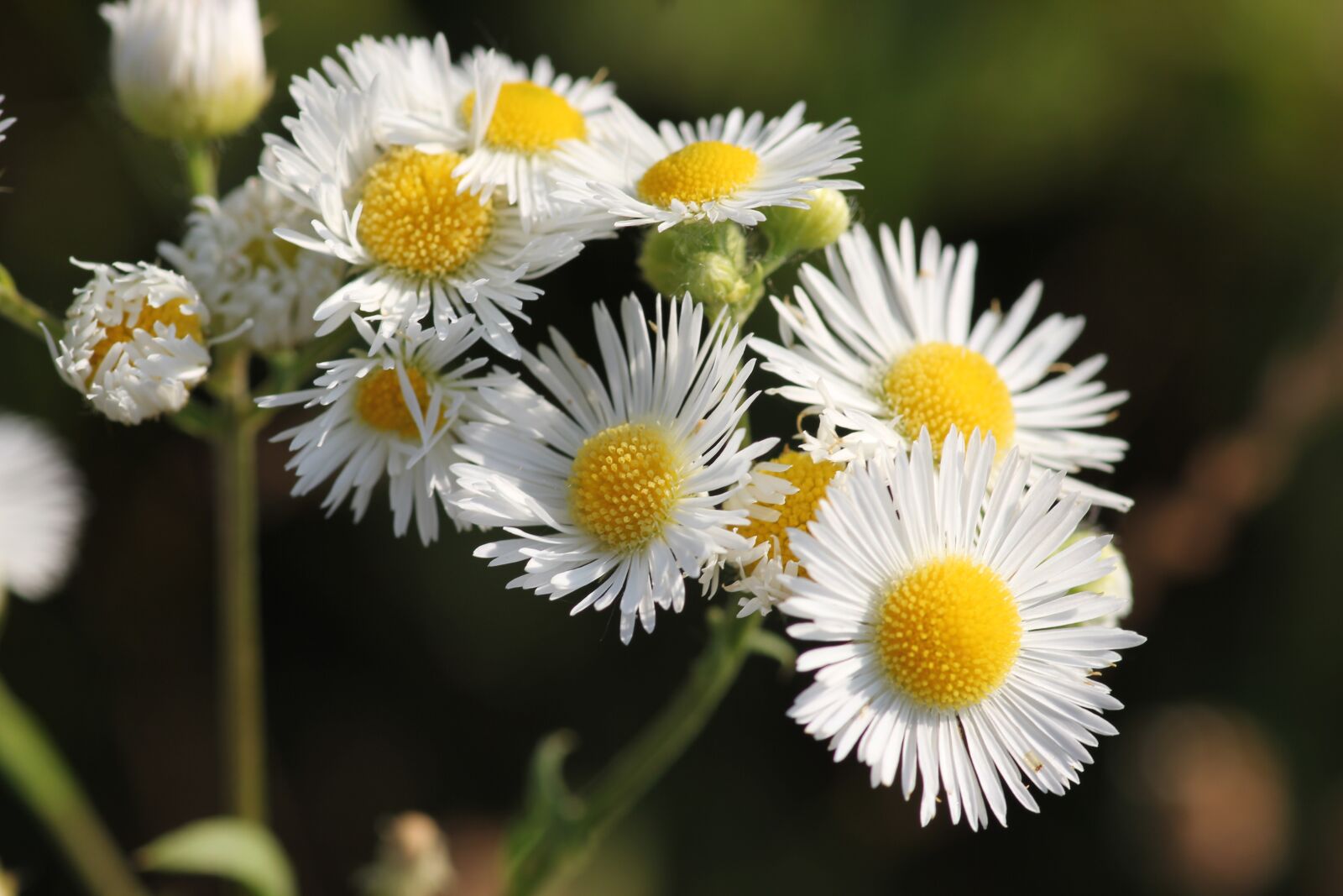 Canon EOS 550D (EOS Rebel T2i / EOS Kiss X4) sample photo. Erigeron annuus, daisy fleabane photography