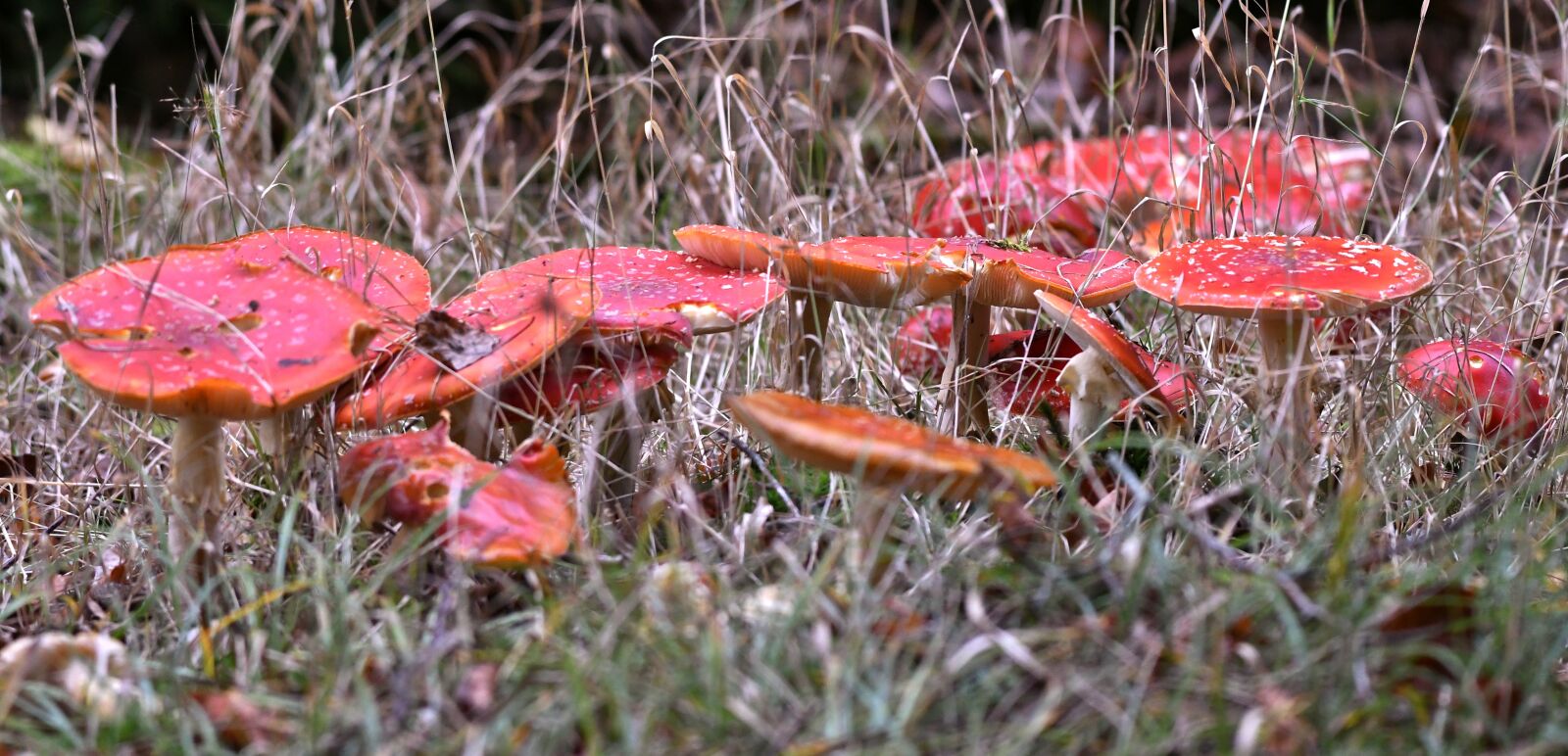 Nikon D500 sample photo. Mushrooms, forest floor, autumn photography