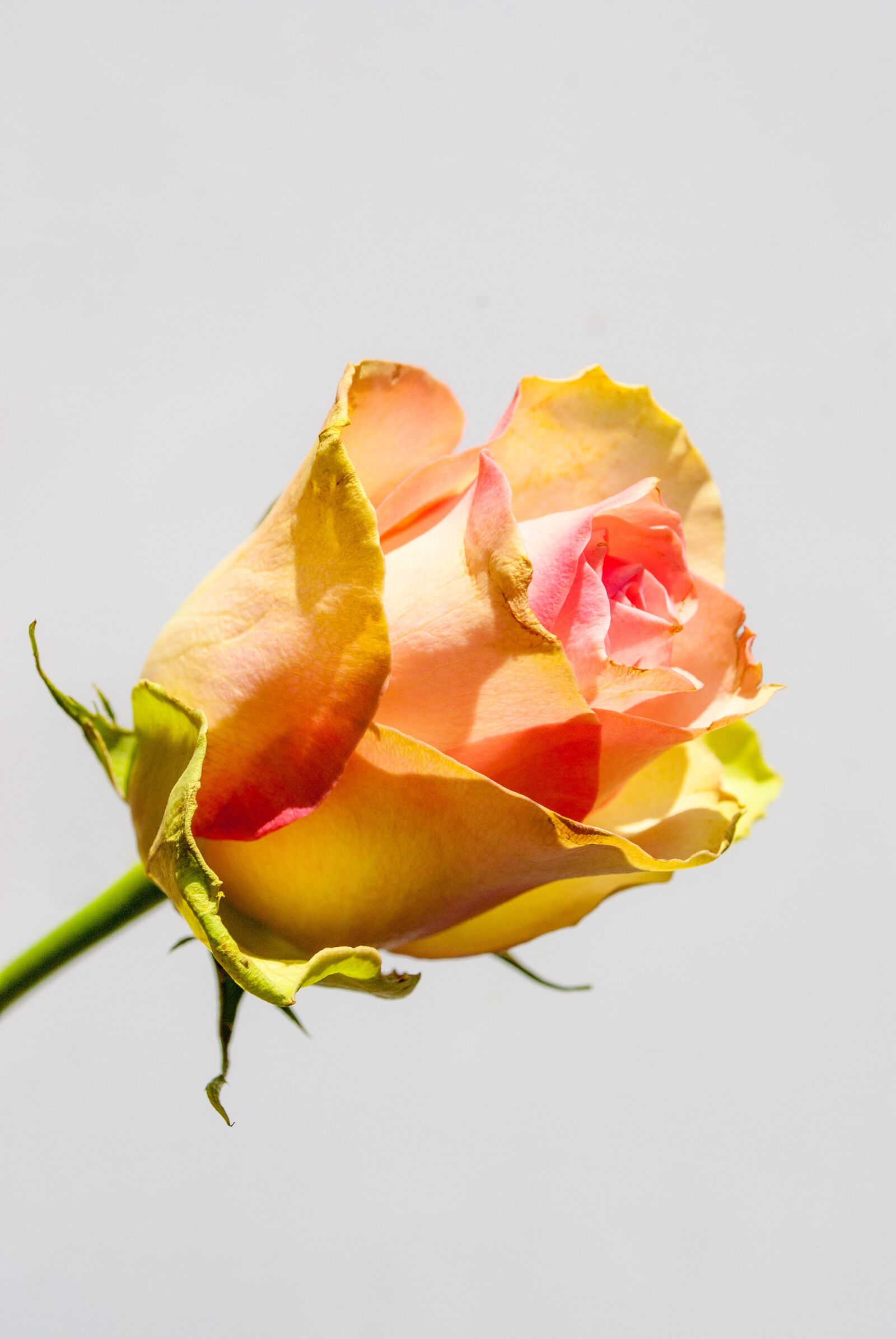 Nikon D3000 sample photo. Rose, flower, roses photography