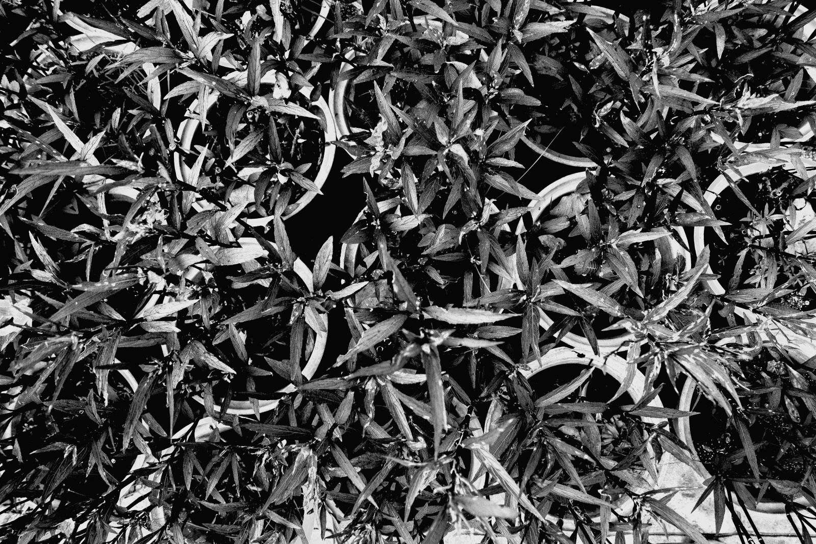 Canon EOS 650D (EOS Rebel T4i / EOS Kiss X6i) sample photo. Monochrome, plant, nature photography