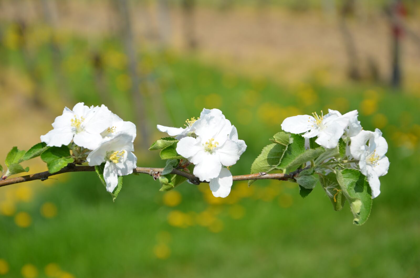 Nikon D7000 sample photo. Cherry, blossom, bloom photography