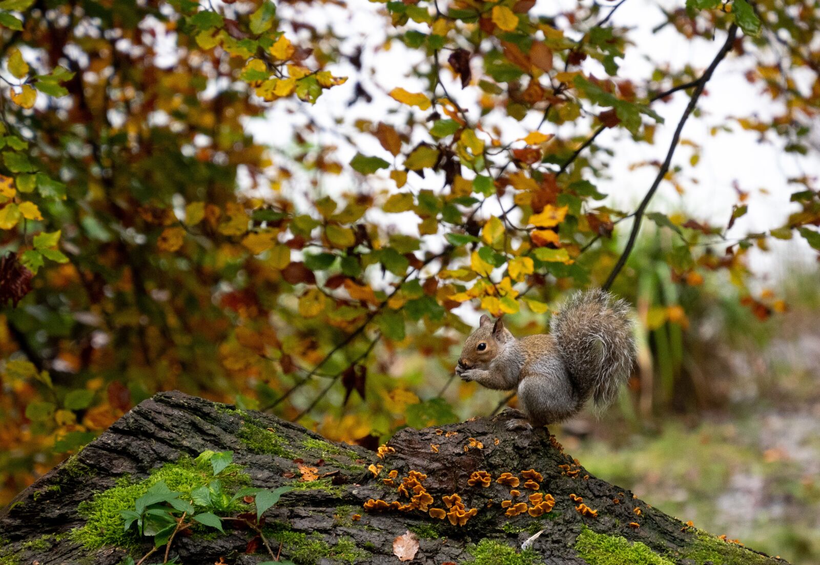 Olympus PEN-F sample photo. Squirrel, log, autumn photography