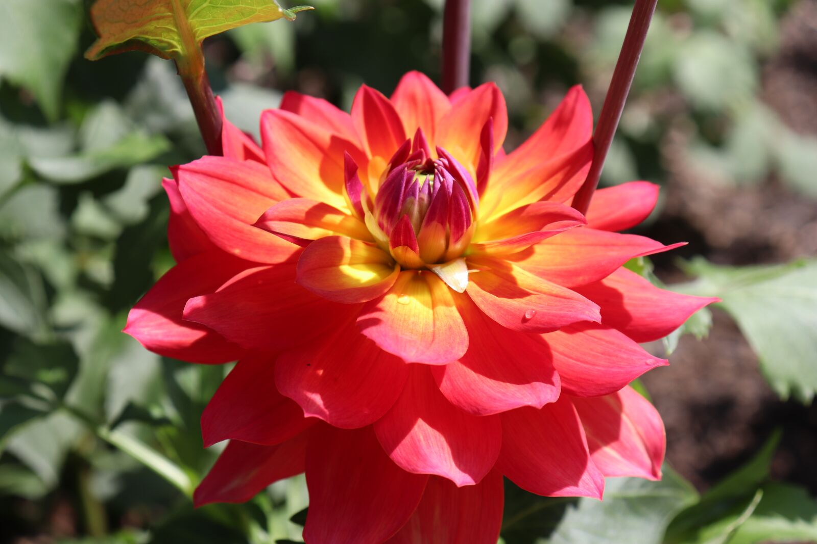 Canon EOS 800D (EOS Rebel T7i / EOS Kiss X9i) sample photo. Dahlias, flowers, plants photography