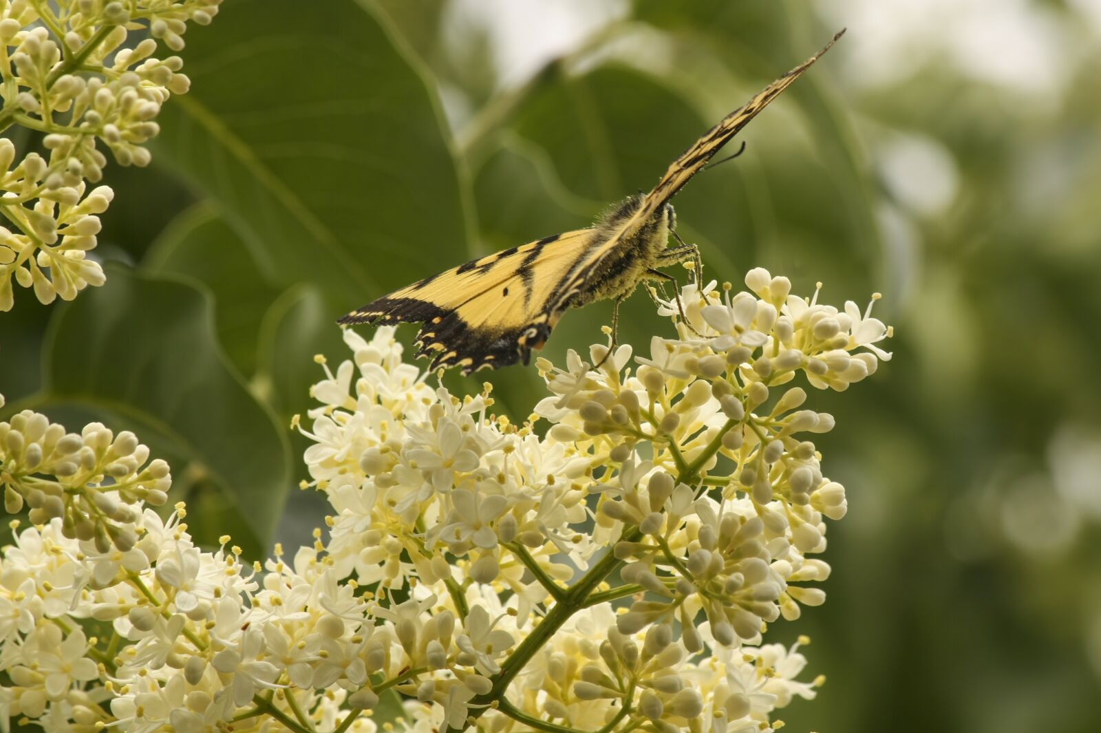 Canon EOS 450D (EOS Rebel XSi / EOS Kiss X2) sample photo. Tree, butterfly, nature photography