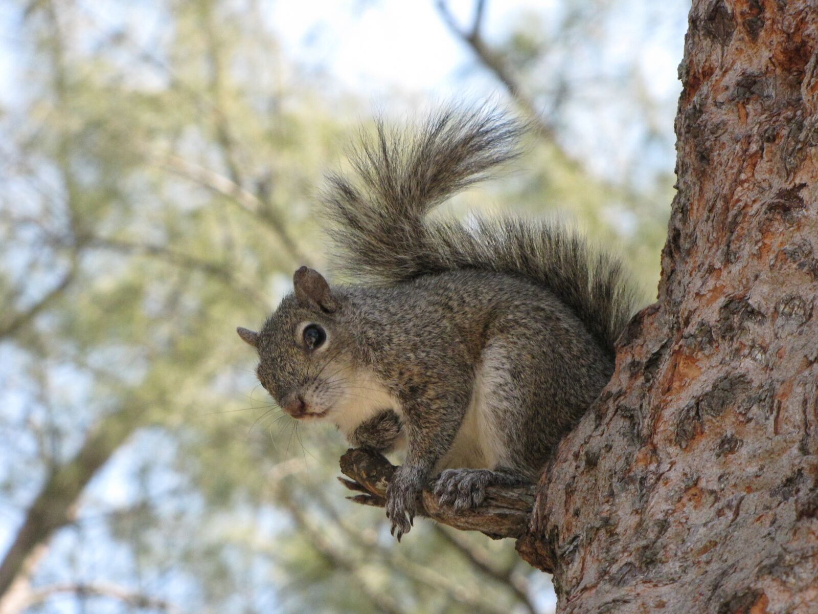 Canon PowerShot SX10 IS sample photo. Grey squirrel, animal, squirrel photography