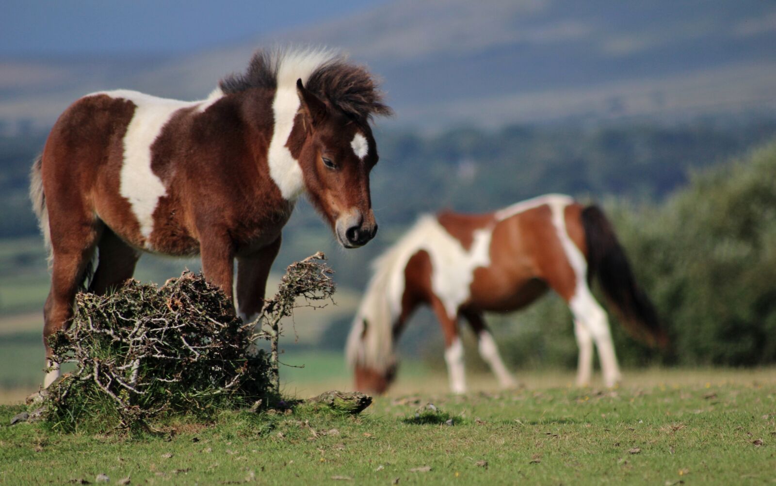 Canon EOS 600D (Rebel EOS T3i / EOS Kiss X5) sample photo. Pony, dartmoor, wild photography