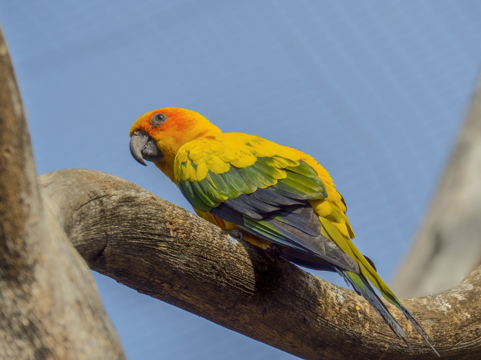 Olympus OM-D E-M5 II sample photo. Parrot, ave, animals photography