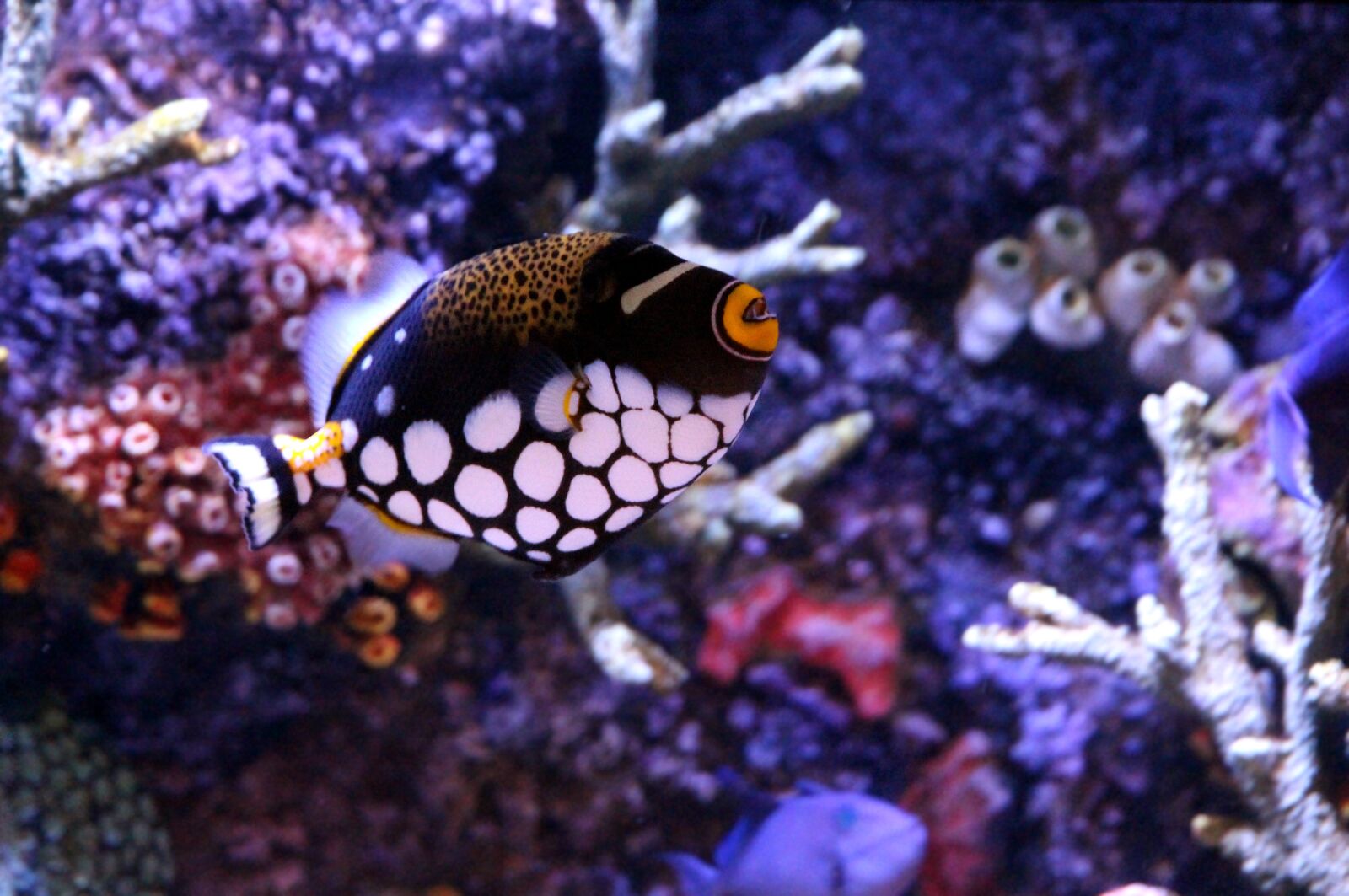Canon EOS 650D (EOS Rebel T4i / EOS Kiss X6i) sample photo. Triggerfish, triggerfish-clown, balistoides conspicillum photography