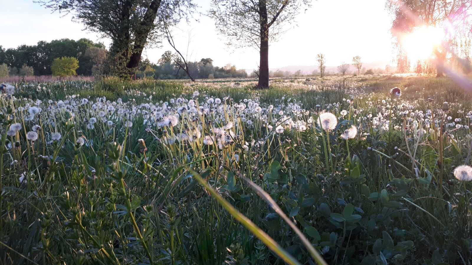 Samsung Galaxy A5(2017) sample photo. Relax, nature, meadow photography