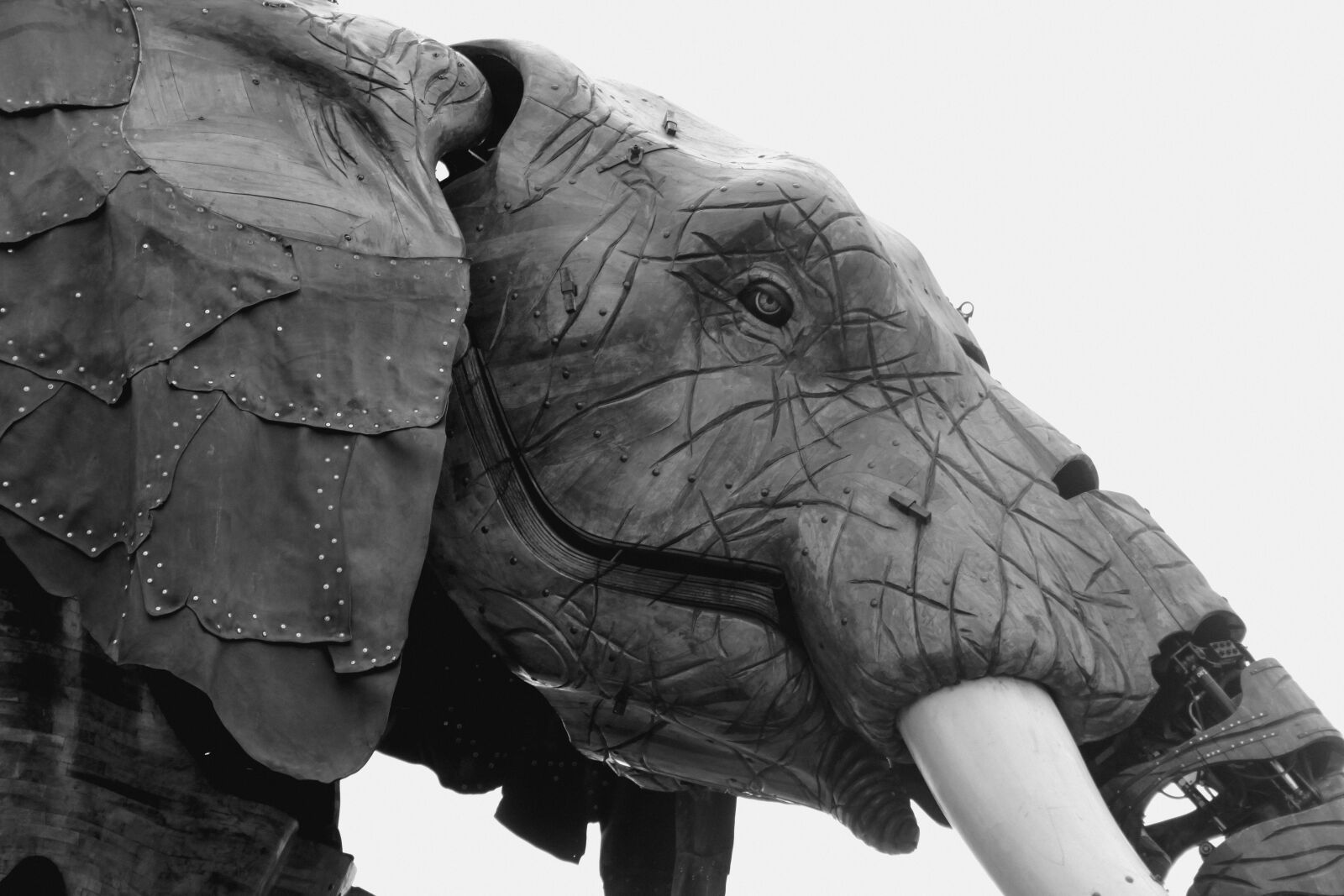 Canon EOS 500D (EOS Rebel T1i / EOS Kiss X3) sample photo. Elephant, animal, pachyderm photography