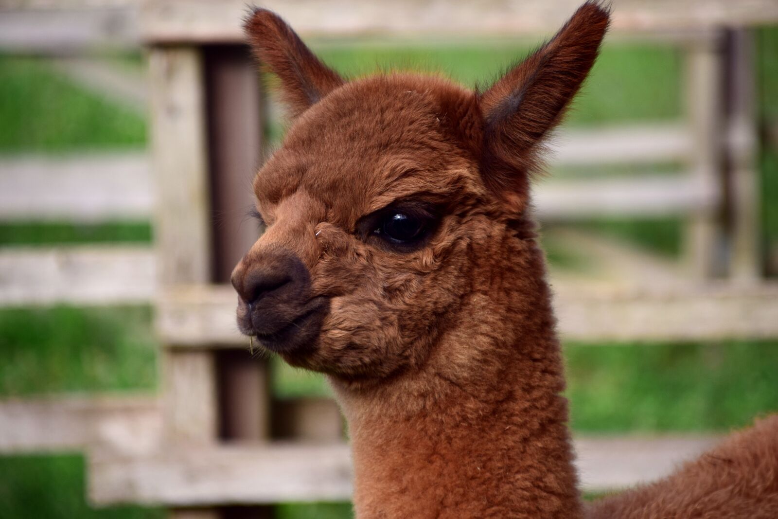 Nikon D3300 sample photo. Alpaca, animal, wool photography