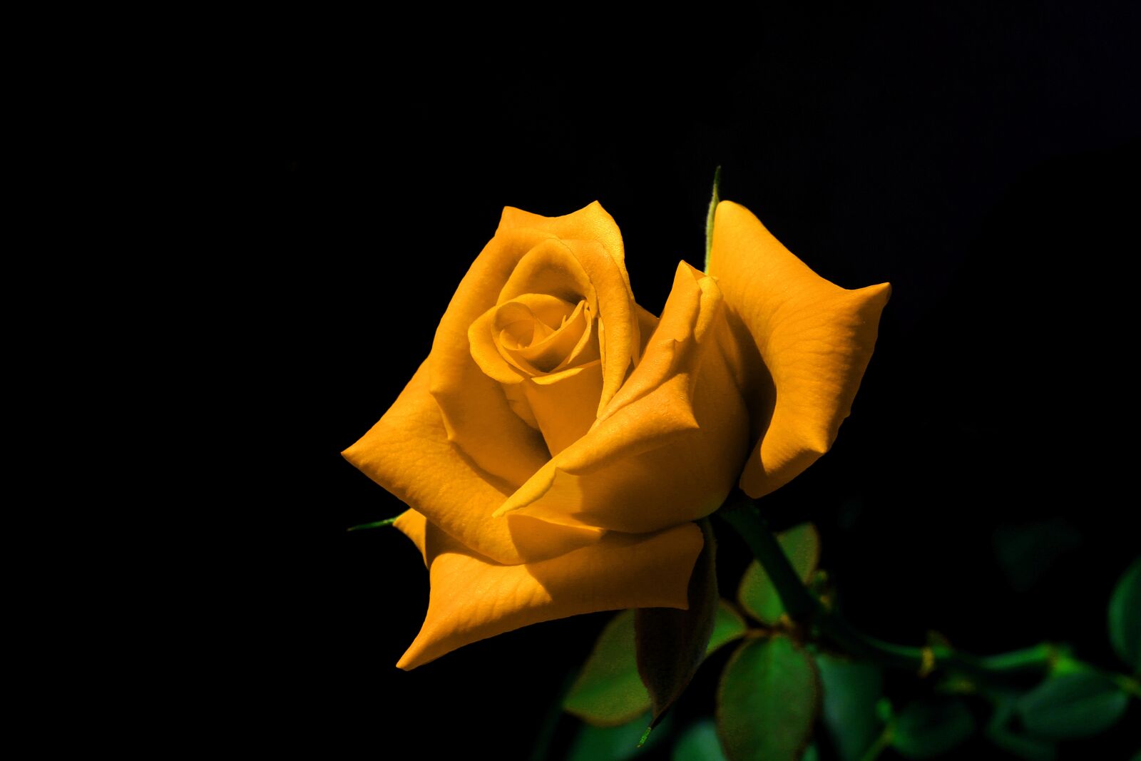 Canon EF 50mm F1.8 STM sample photo. Rosa, flower, yellow photography