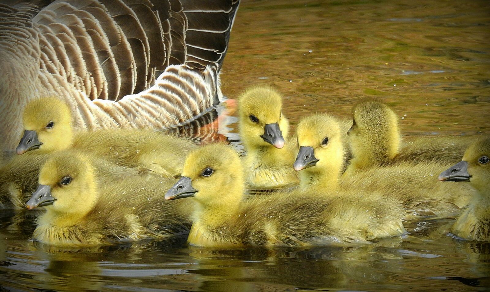 Nikon Coolpix P900 sample photo. Goose, water bird, animal photography