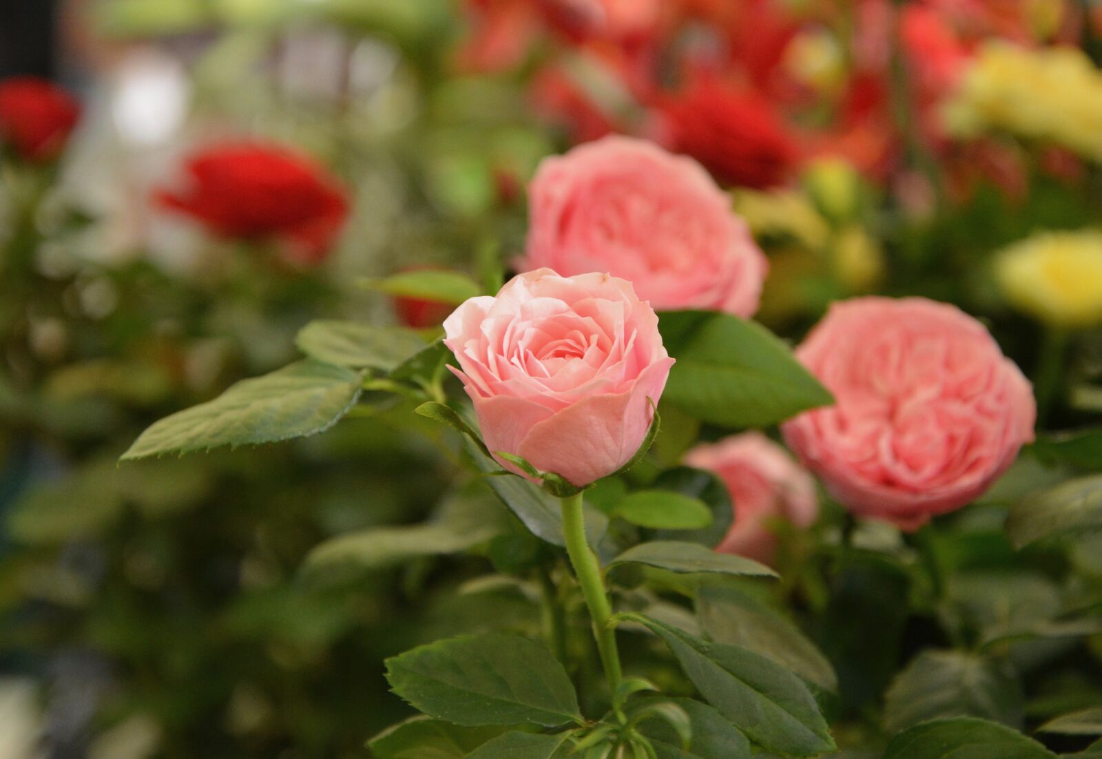 Nikon D5200 sample photo. Flowers, roses, color pink photography