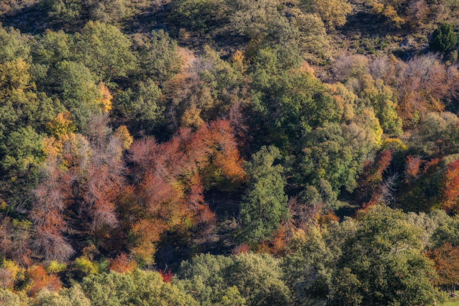 Nikon D3300 sample photo. Autumn, tree, forest photography
