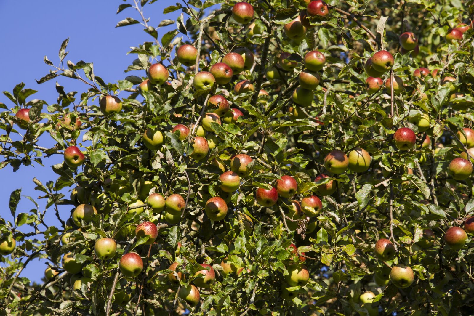 Canon EOS 7D sample photo. Boskoop, apple tree, apple photography