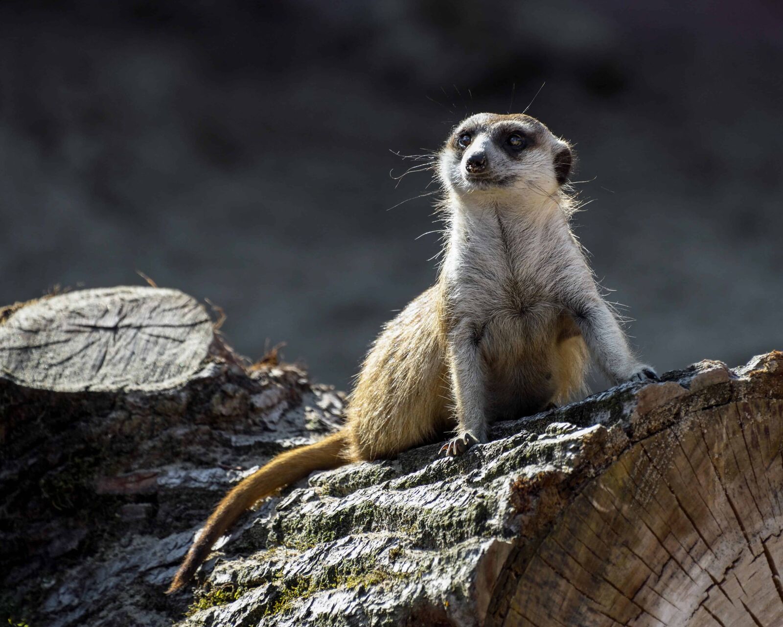 Nikon D500 sample photo. Wild, rodent, wildlife, animal photography