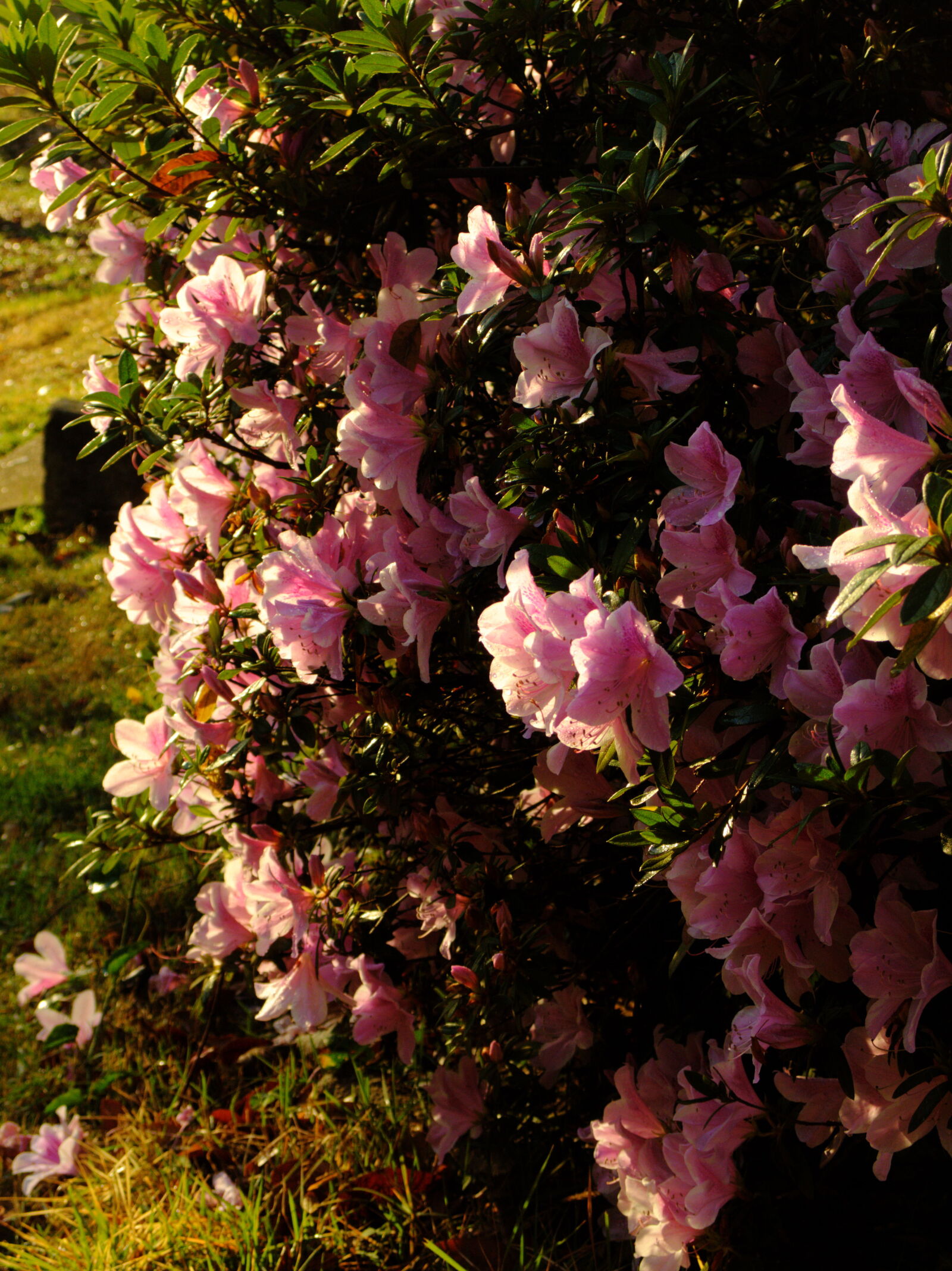 Olympus XZ-2 iHS sample photo