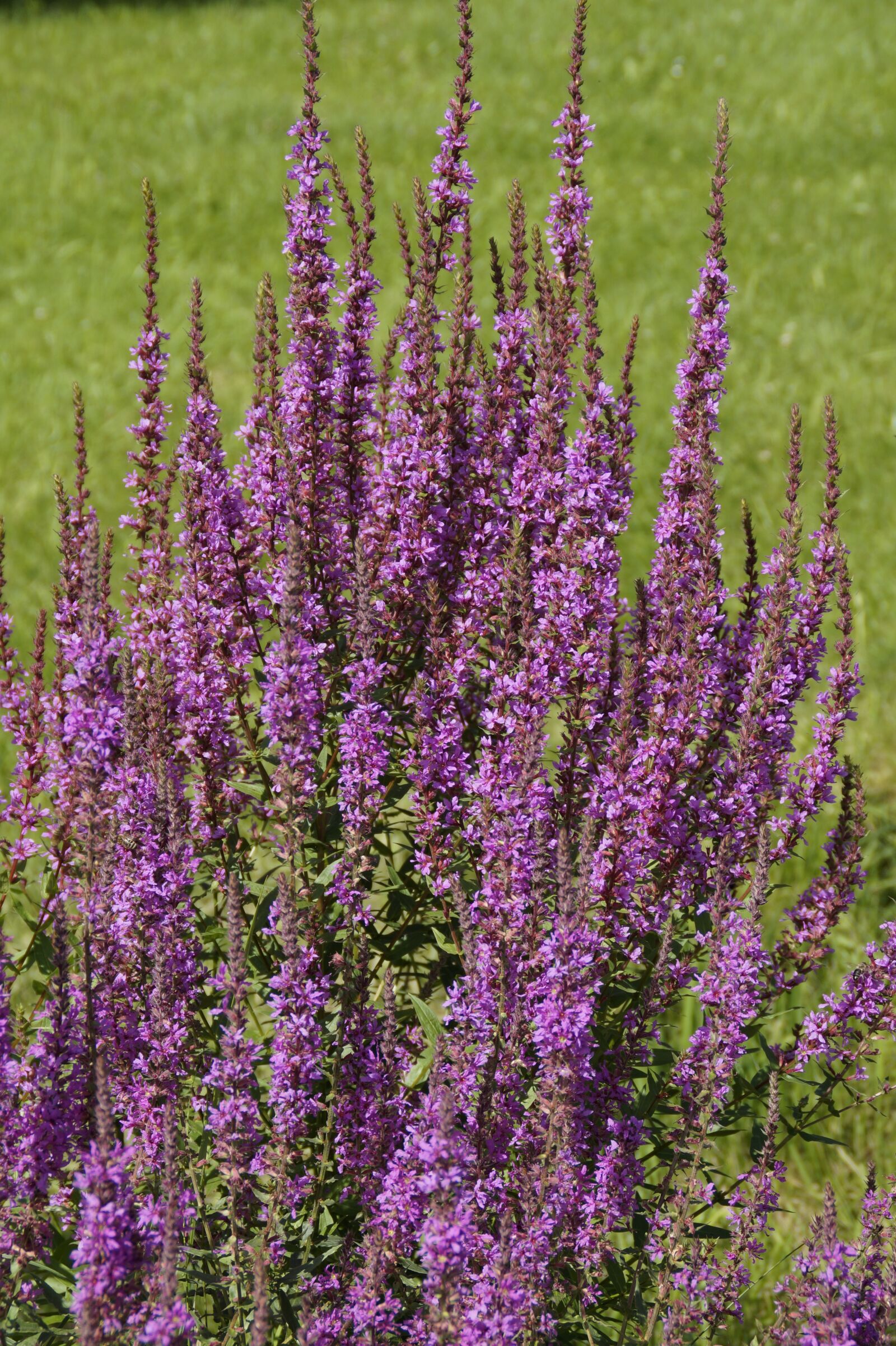 Sony SLT-A58 sample photo. Plant, purple, inflorescence photography