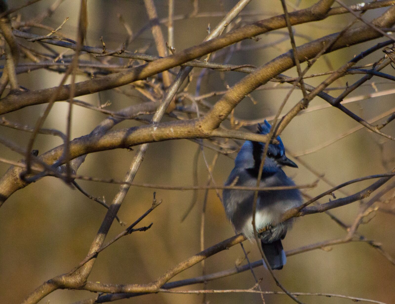 Canon EOS 60D sample photo. Jay, bird, bluejay photography