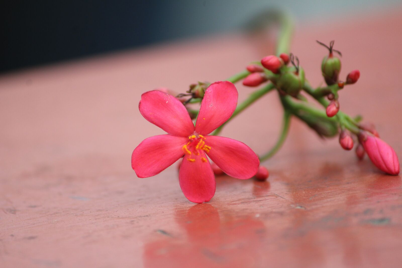 Canon EOS 1200D (EOS Rebel T5 / EOS Kiss X70 / EOS Hi) sample photo. Flower, pink, pink flowers photography