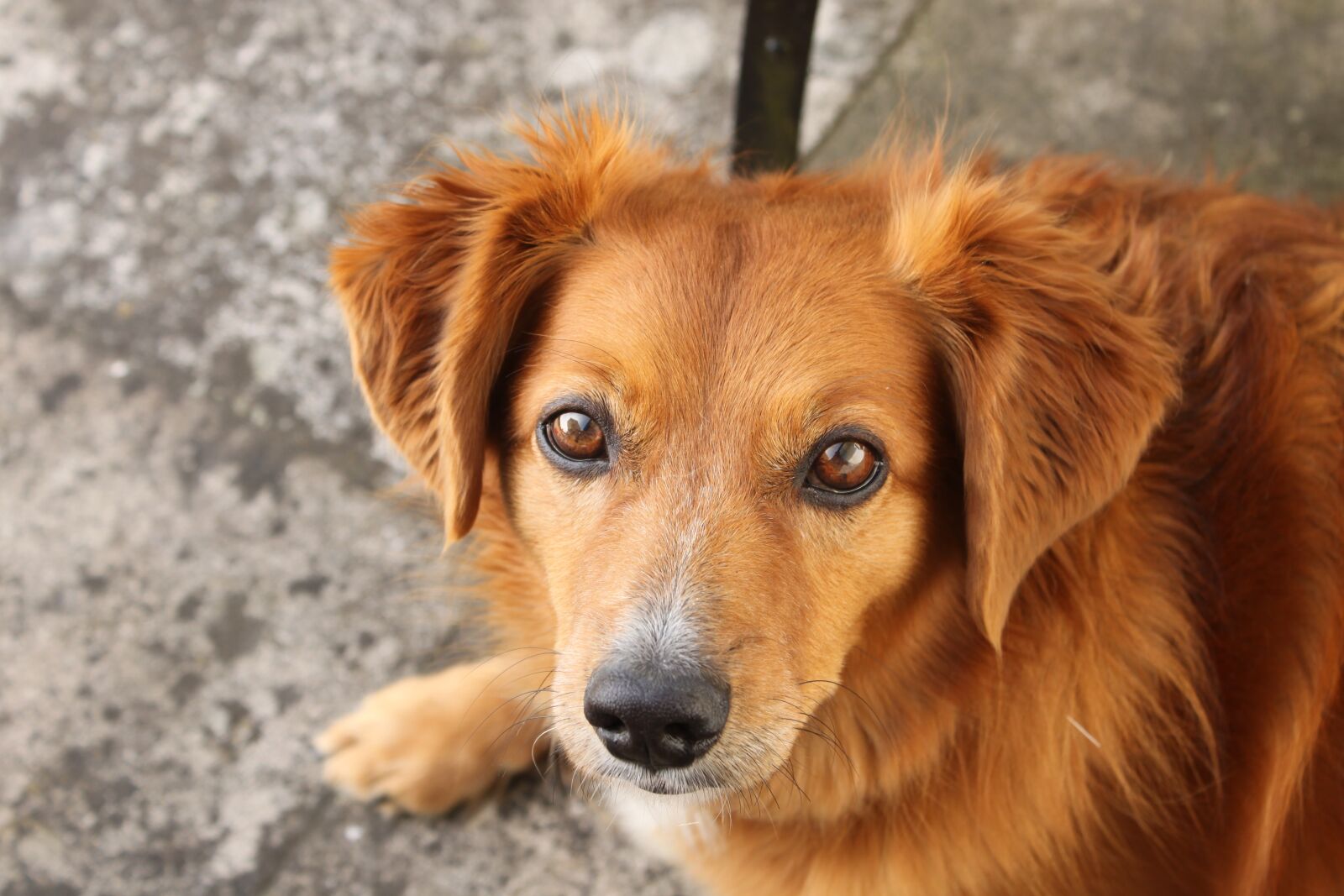 Canon EOS 500D (EOS Rebel T1i / EOS Kiss X3) sample photo. Dog, animal, head photography