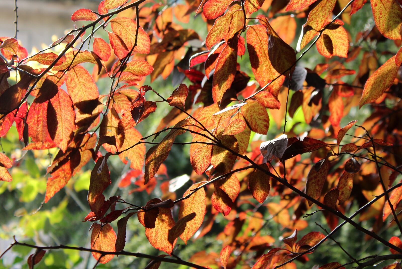 Canon EOS 1200D (EOS Rebel T5 / EOS Kiss X70 / EOS Hi) sample photo. Foliage, season, autumn photography