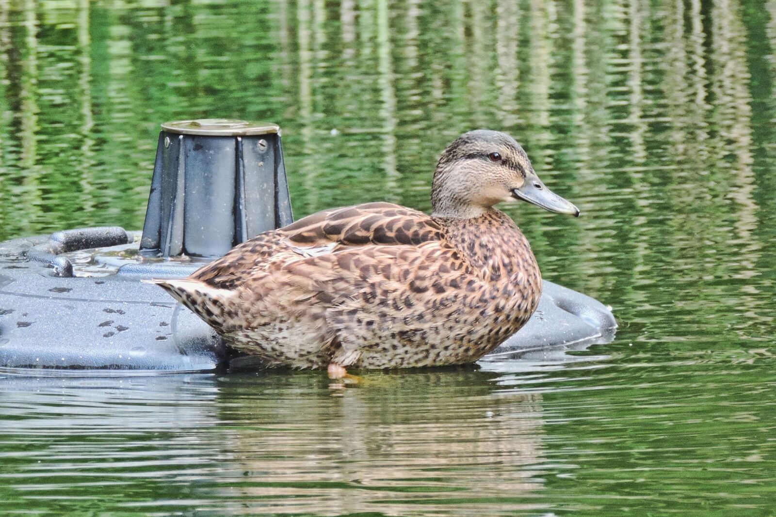 Nikon Coolpix P520 sample photo. Duck, nature, pond photography