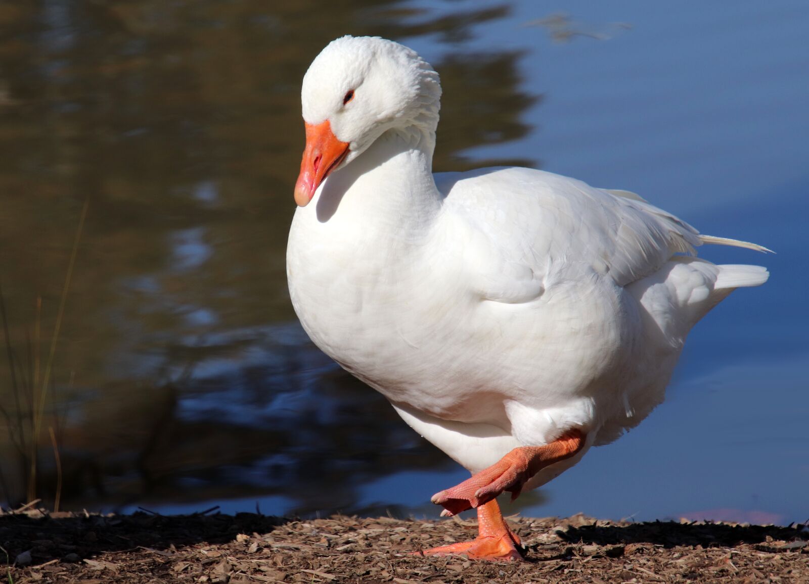 Canon EOS 800D (EOS Rebel T7i / EOS Kiss X9i) sample photo. Goose, bird, poultry photography
