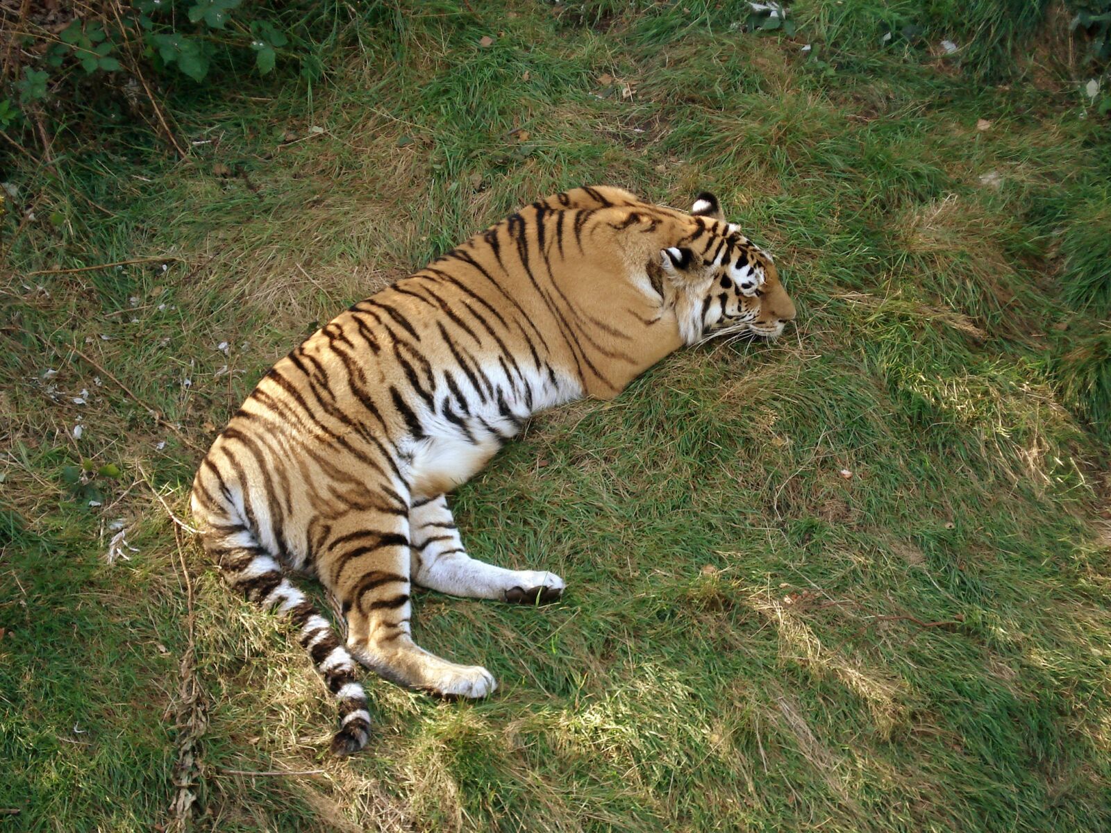 Sony DSC-W50 sample photo. Tiger, siberian tiger, amur photography