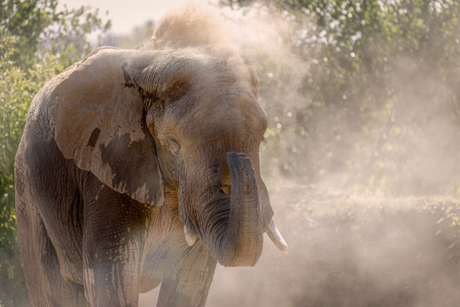 Nikon D750 sample photo. Elephant, animal, safari photography