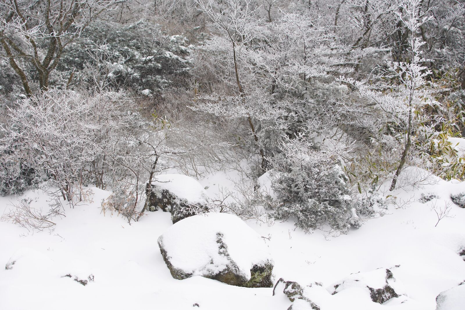 Canon EF 70-200mm F2.8L USM sample photo. Snow, white, winter photography
