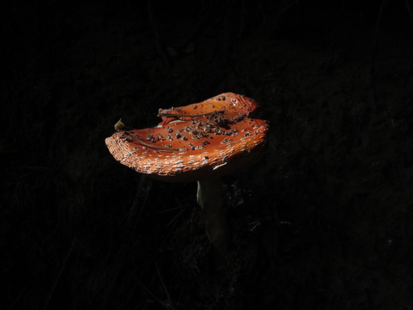 Canon PowerShot G12 sample photo. Plant, fly agaric, amanita photography