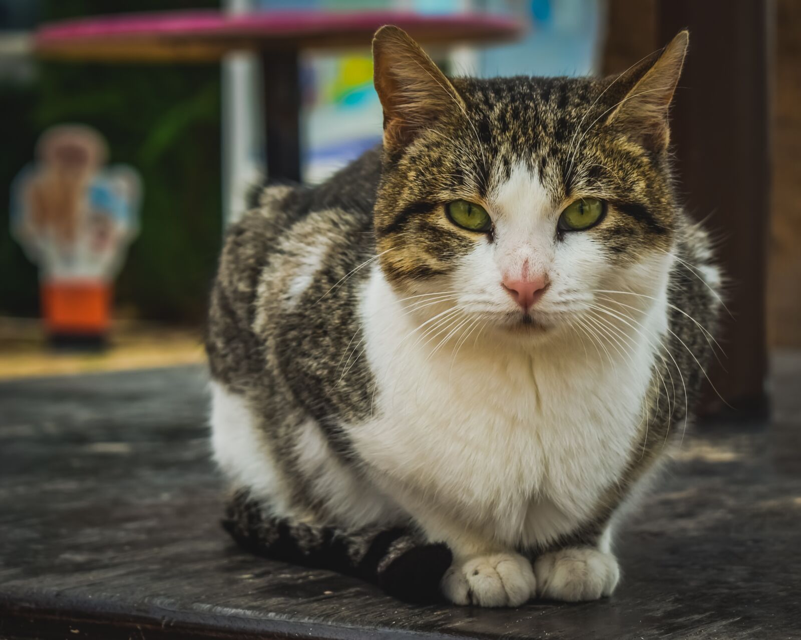 Nikon D3300 sample photo. Cat, stray, animal photography
