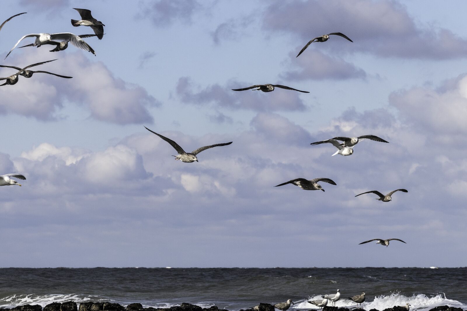 Canon EOS 80D sample photo. Gulls, nature, bird photography