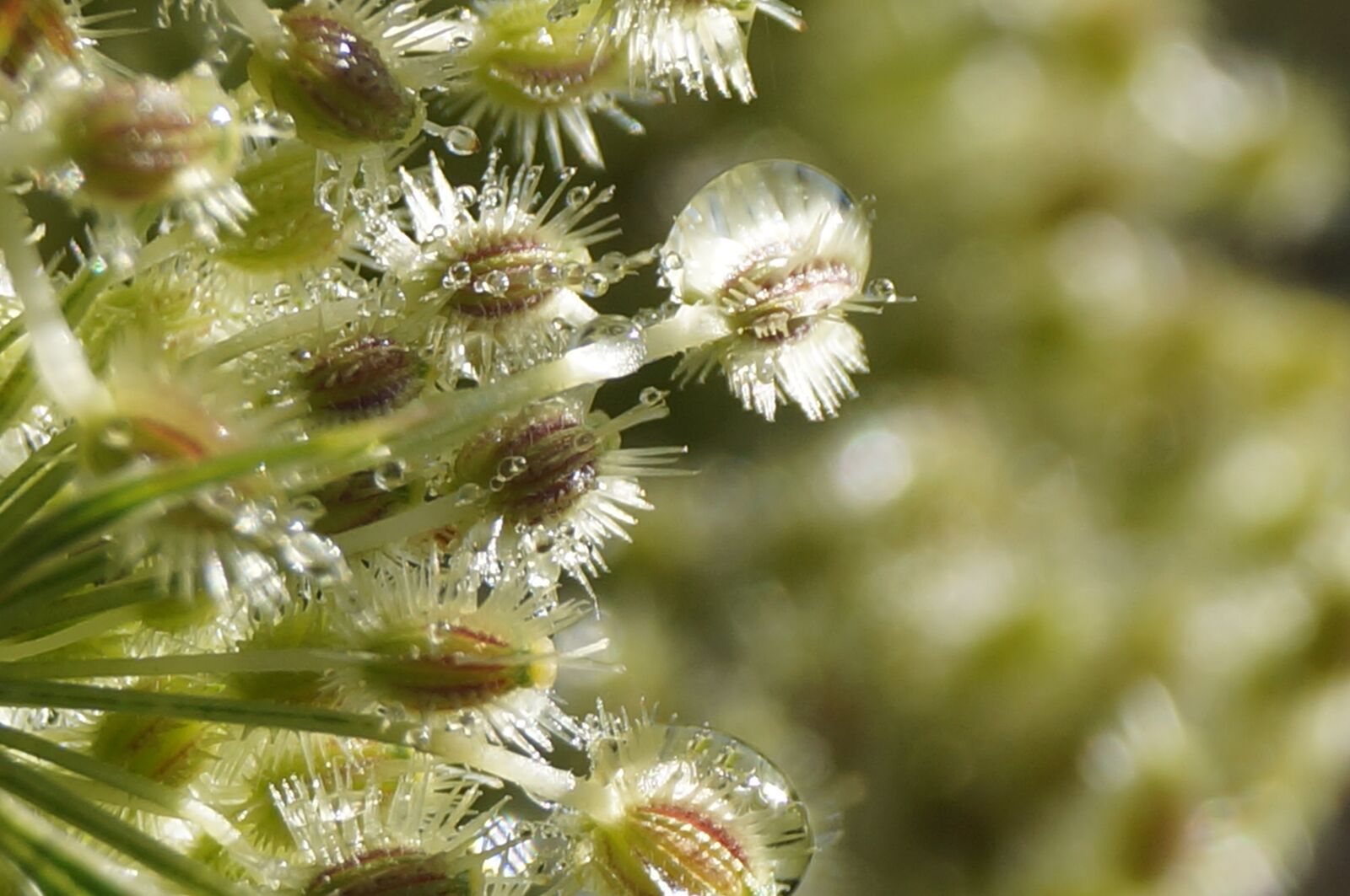 Sony SLT-A57 sample photo. Wet, dew, flower photography
