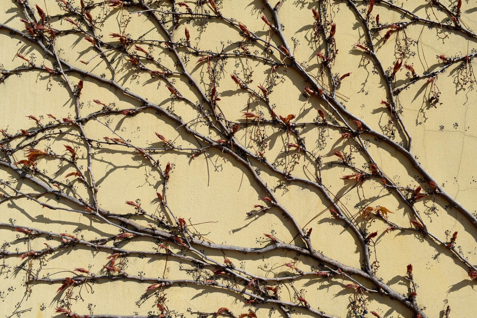 Nikon D5500 sample photo. Tree, branch, nature, upclose photography