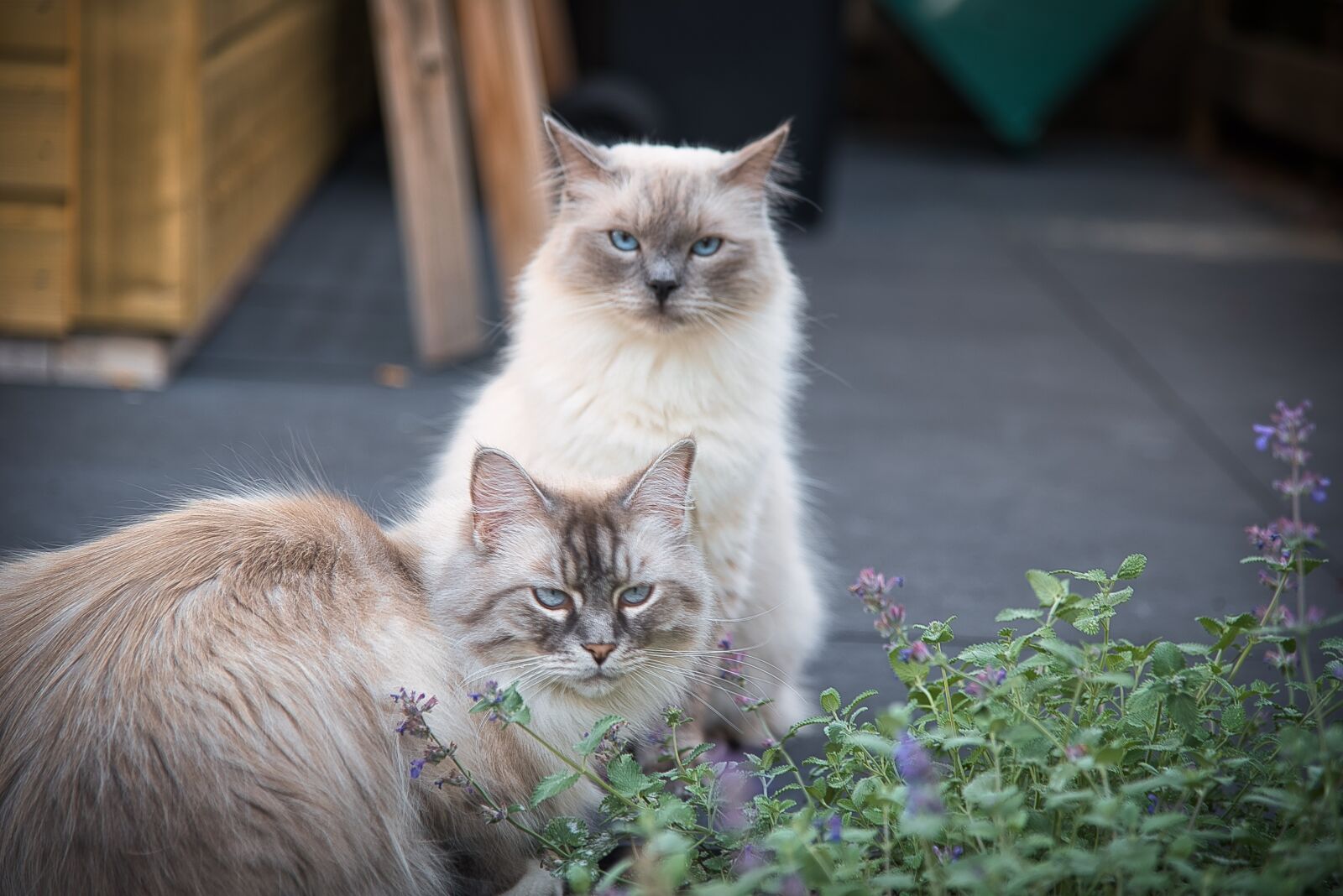 Nikon D610 sample photo. Cat, garden, pet photography