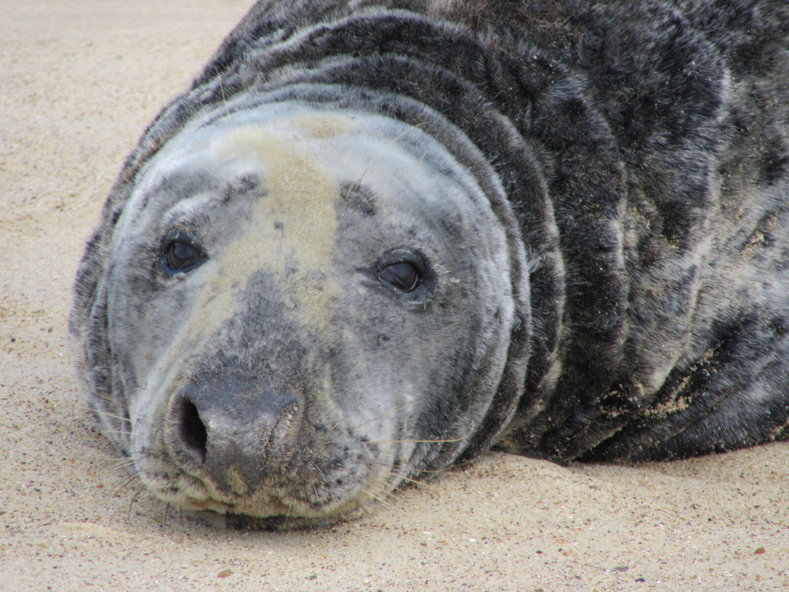 Canon PowerShot SX610 HS sample photo. Grey, seal, seal photography