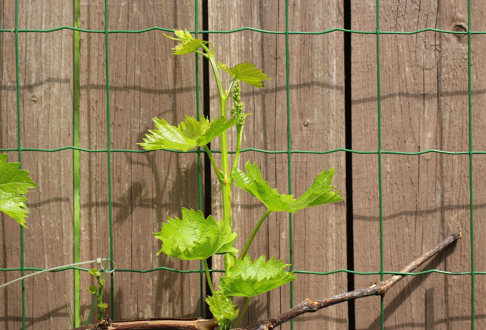 Canon EOS 1200D (EOS Rebel T5 / EOS Kiss X70 / EOS Hi) sample photo. Grapes, creeper, spring photography