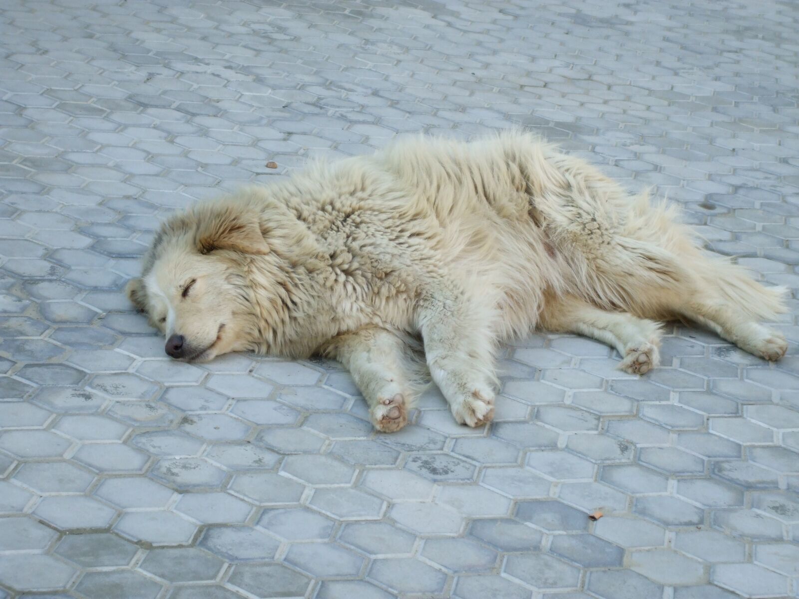 Fujifilm FinePix A800 sample photo. Stray dog, sleeping, dog photography