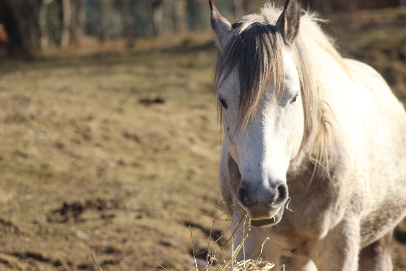 Canon EOS 600D (Rebel EOS T3i / EOS Kiss X5) sample photo. Horse, white horse, farm photography