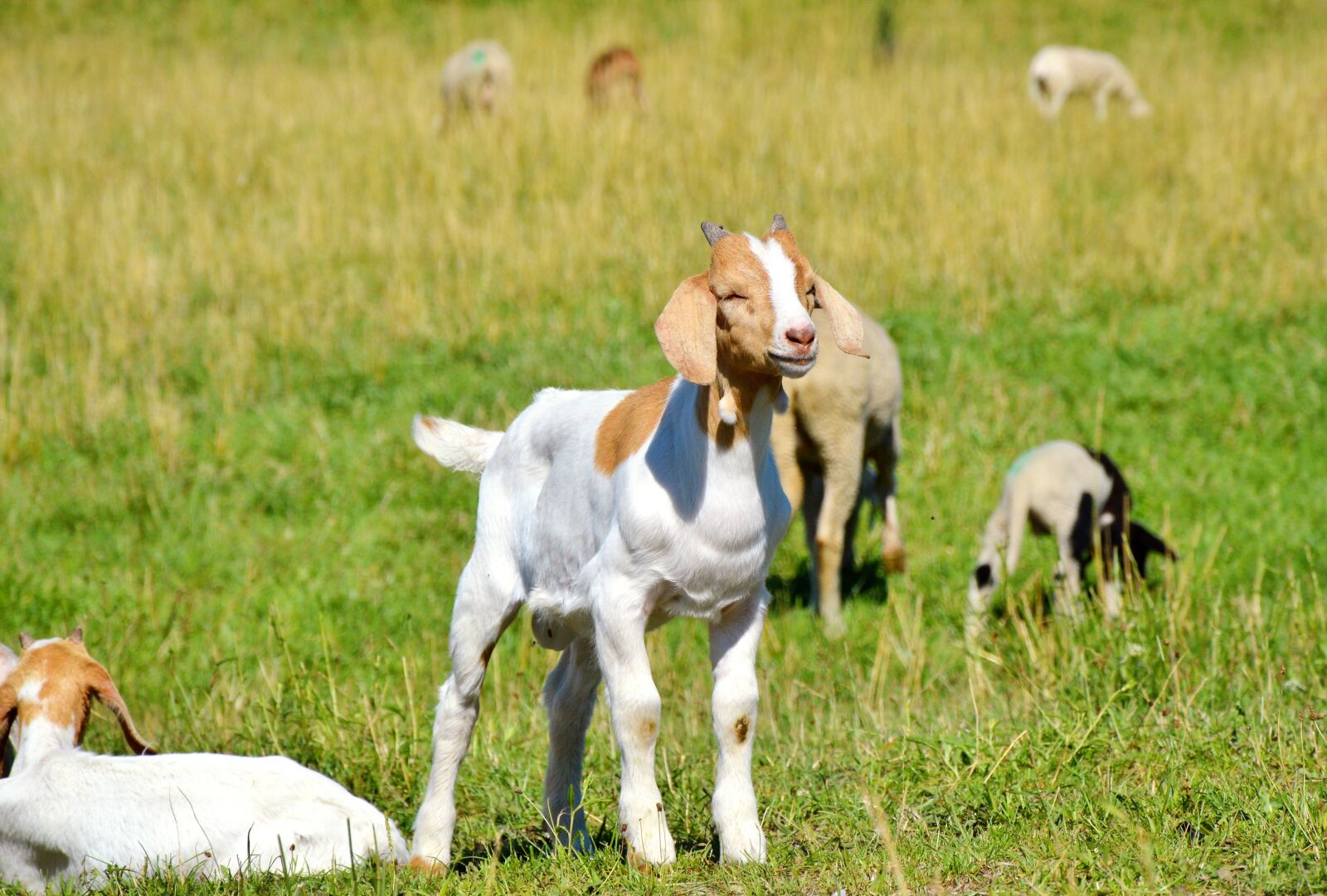 Nikon D3200 sample photo. Goat, prima donna, geiss photography