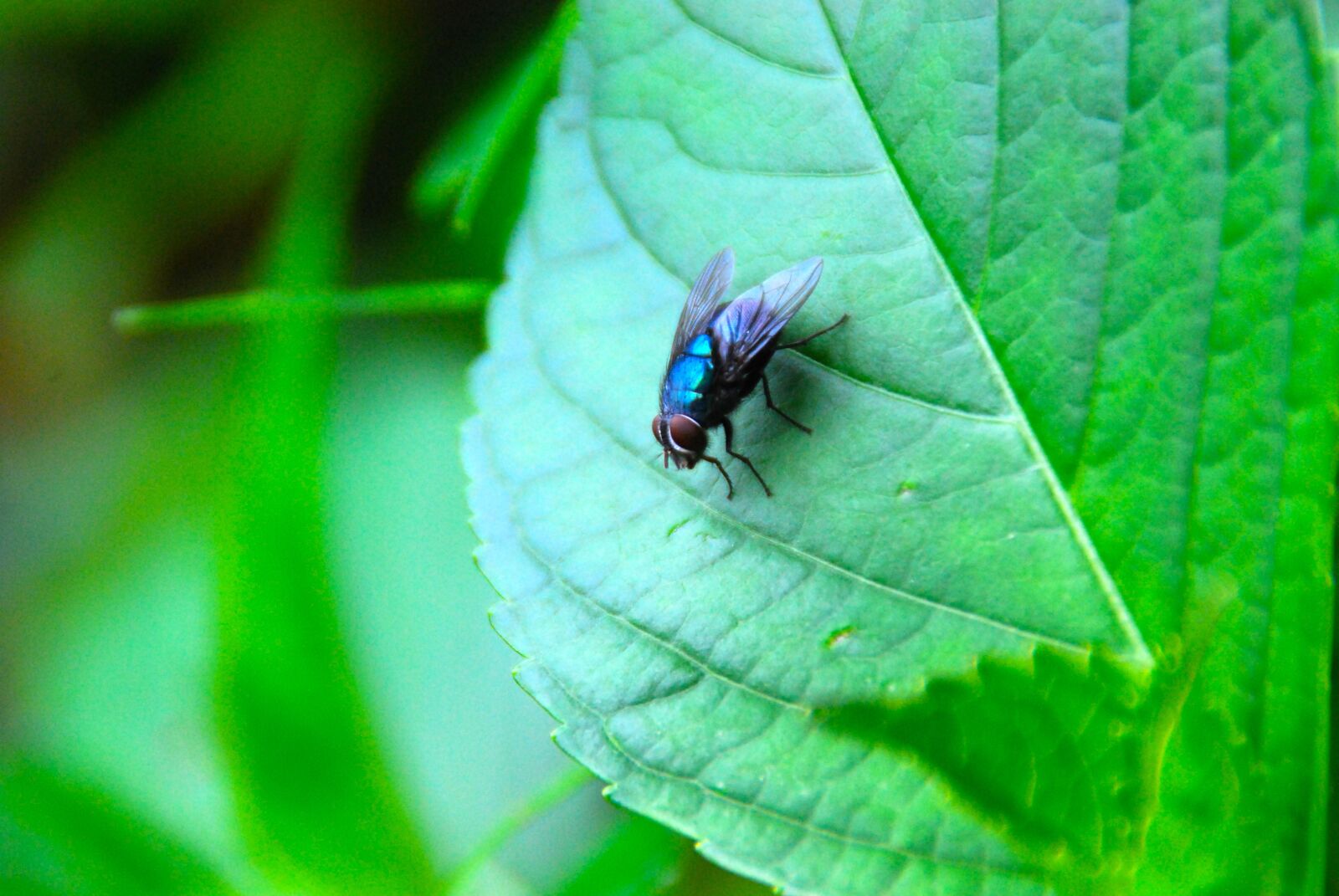 Nikon D40X sample photo. Fly, insect, bug photography